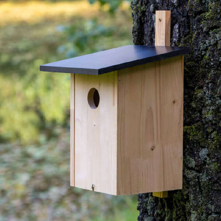 nistkasten vogel 800x800